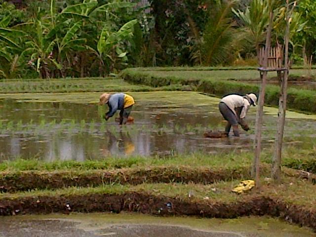 Nyoman Karsa Bungalow Ubud Exteriér fotografie